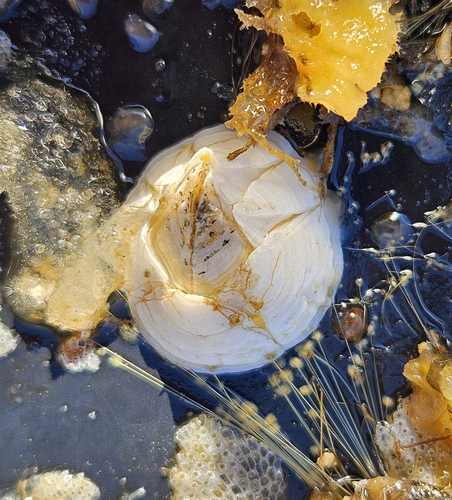 an acorn barnacle
