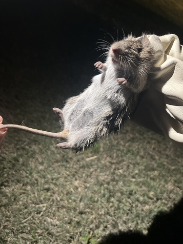 Hispid Cotton Rat