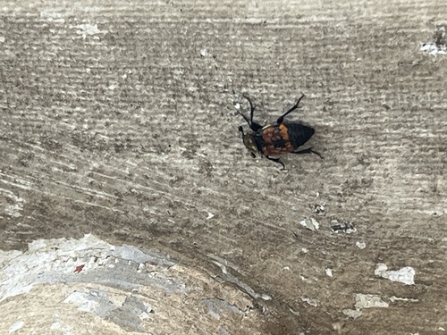 Tomentose Burying Beetle