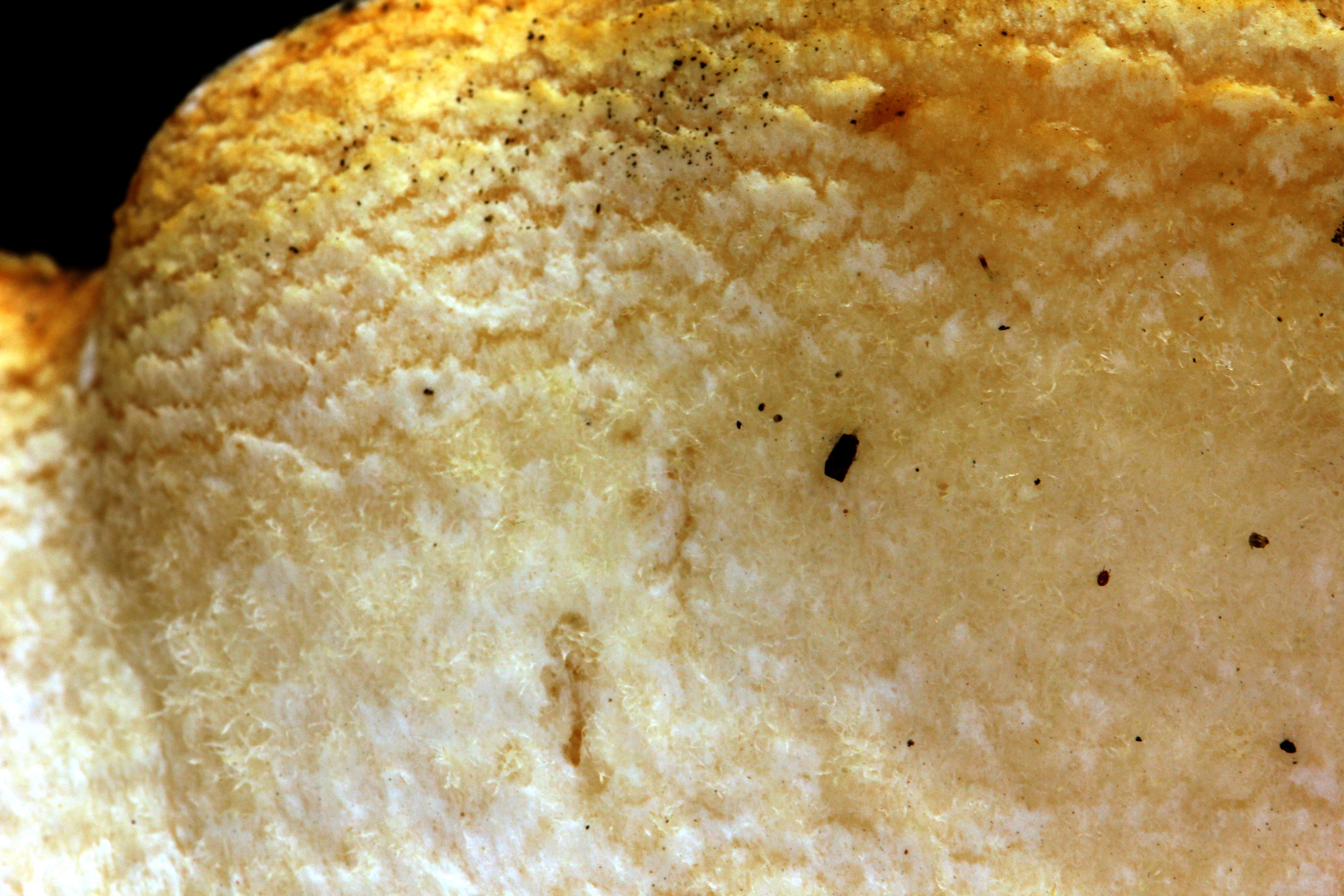 Pleurotus opuntiae image