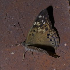 Asterocampa celtis celtis