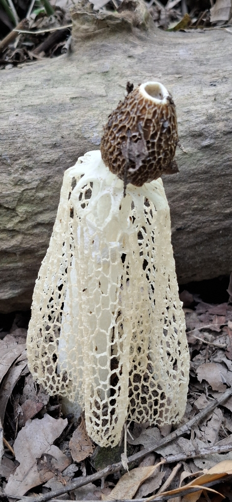 Phallus lutescens · October 2025 · photo: © naturalist48160 (iNaturalist, cc-by)