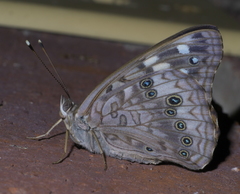 Asterocampa celtis celtis