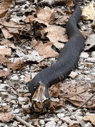 Northern Cottonmouth photographed in Illinois