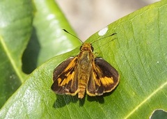 Oriens goloides
