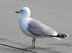 Larus canus