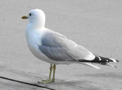 Larus canus