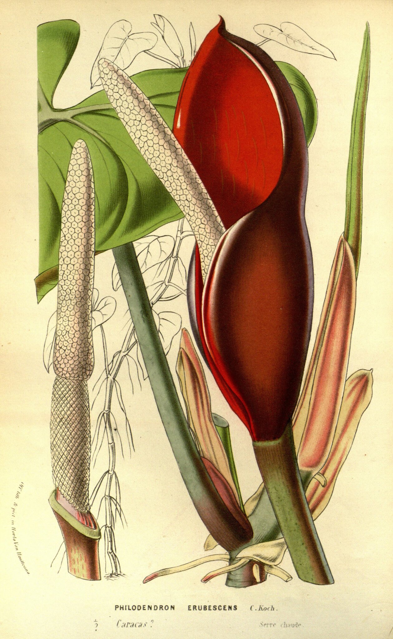 Photos of Blushing Philodendron (Philodendron erubescens)  iNaturalist