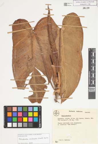 Philodendron erubescens