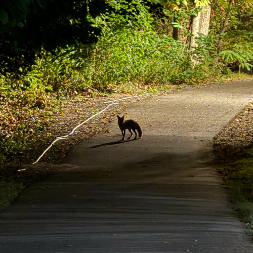 Red Fox