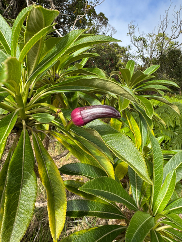 Clermontia waimeae observed 2025-10-04