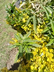 Verbesina boliviana
