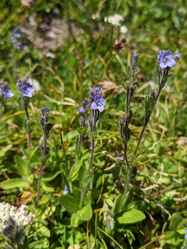 American alpine speedwell
