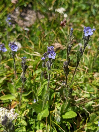 Veronica wormskjoldii
