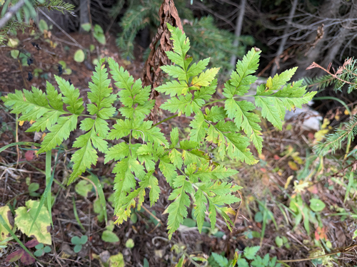Canby's Wild Lovage (Ligusticum canbyi)