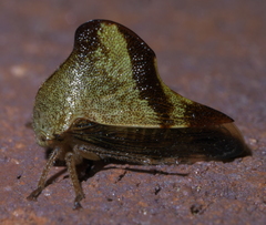 Telamona excelsa