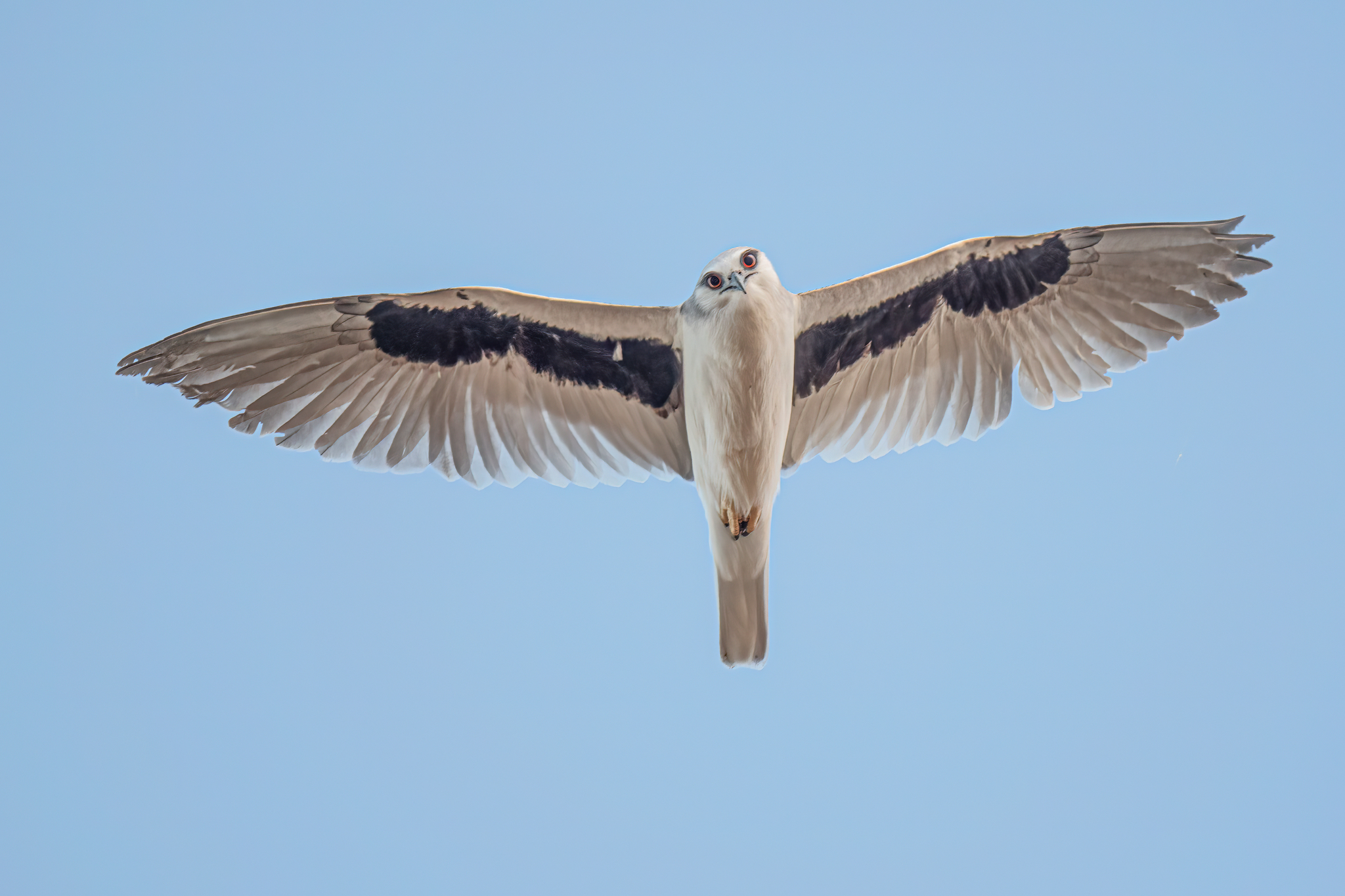 Letter-winged Kite (Elanus scriptus), photo 2