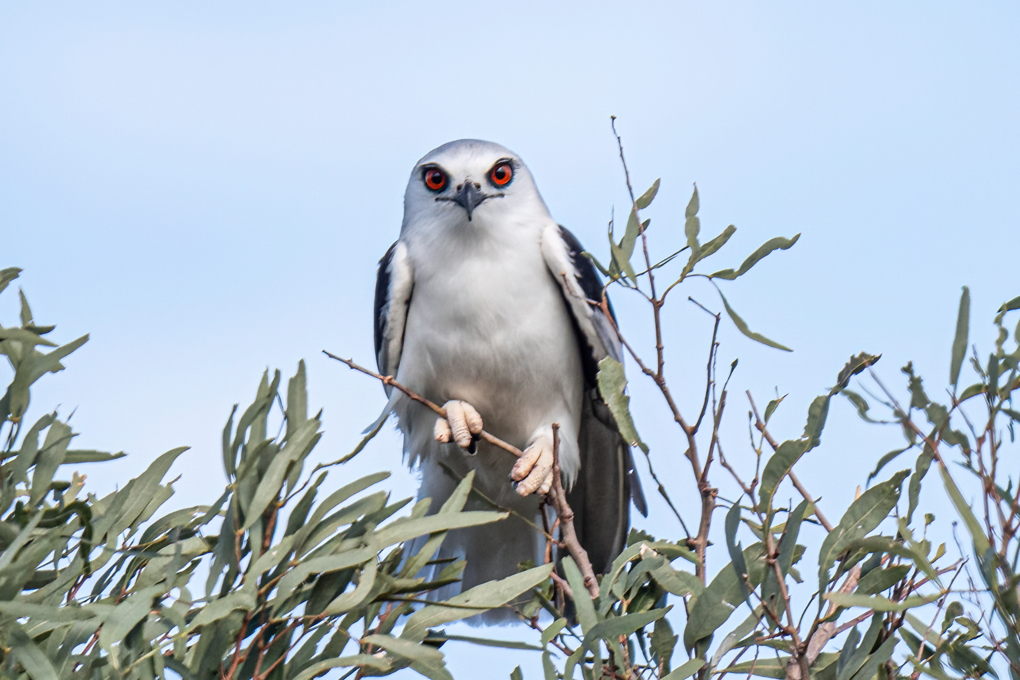 Letter-winged Kite (Elanus scriptus), photo 1