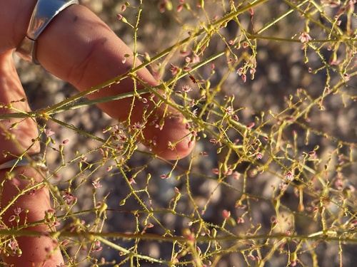glandular wild buckwheat (Eriogonum glandulosum)