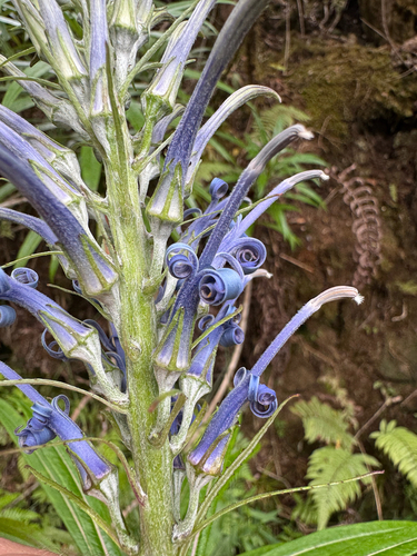 Lobelia hypoleuca observed 2025-10-04