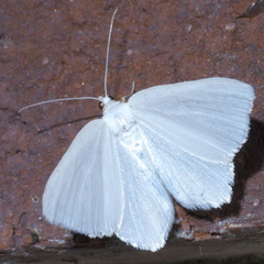 Macaria pustularia