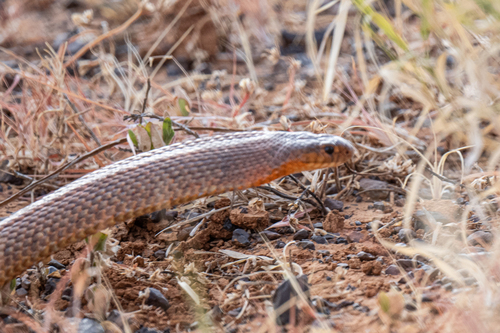 Ingram's Brown Snake