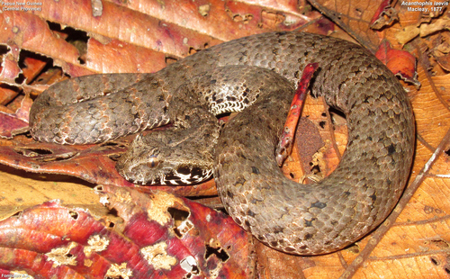 New Guinea Death Adder