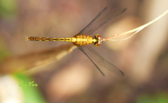 Libellulidae