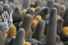 Brachycereus nesioticus
