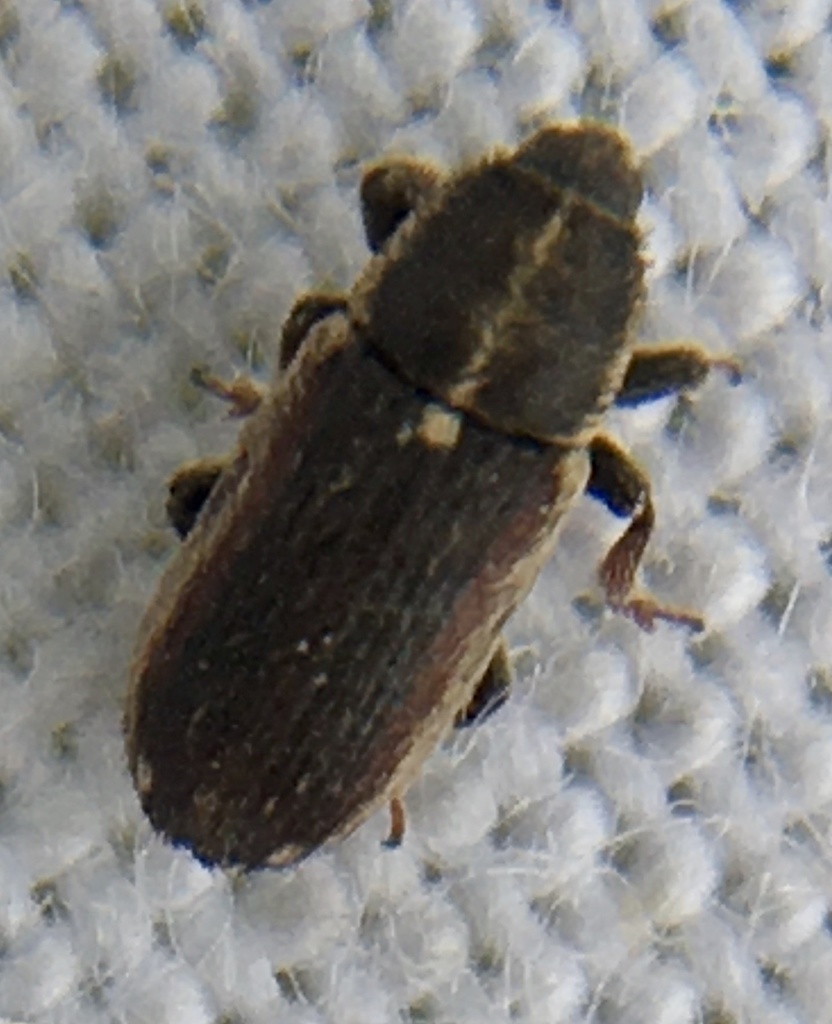 Mecinus circulatus