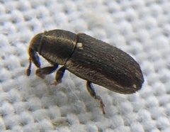 Mecinus circulatus