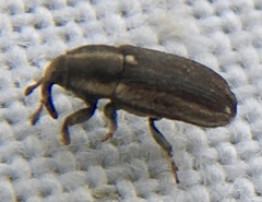 Mecinus circulatus
