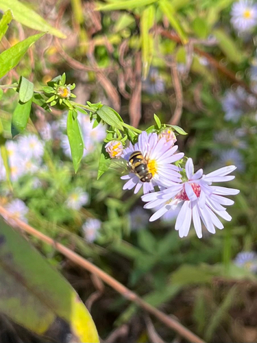 Unknown species found near Illinois, US