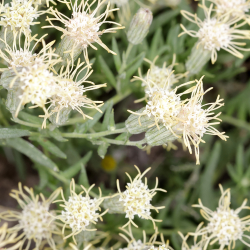 Narrowleaf False Boneset (Brickellia leptophylla)