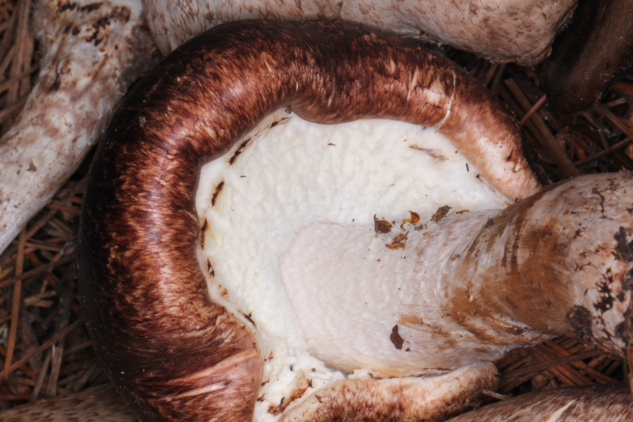 Agaricus subrutilescens image