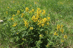 Thermopsis montana
