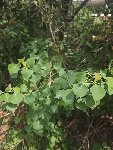 Chinese Tallow