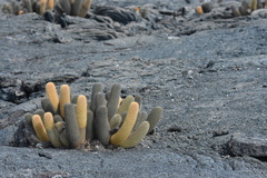 Brachycereus nesioticus