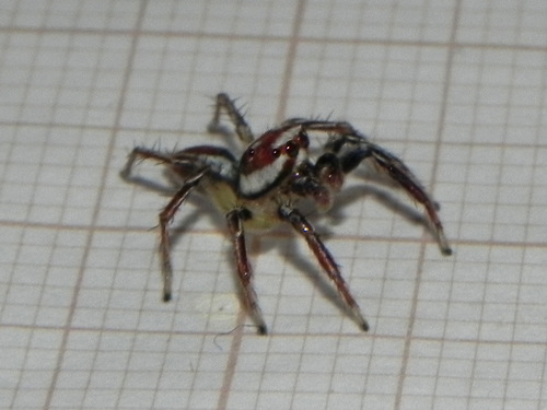 Chira simoni