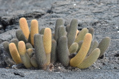 Brachycereus nesioticus