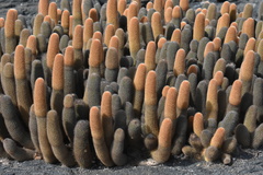 Brachycereus nesioticus