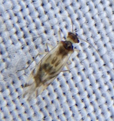 Graphopsocus