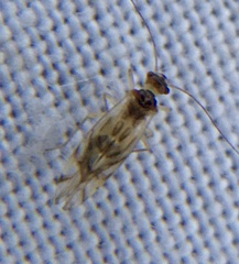 Graphopsocus