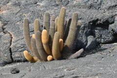 Brachycereus nesioticus