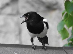Pica pica