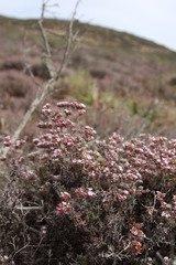 Chorizanthe