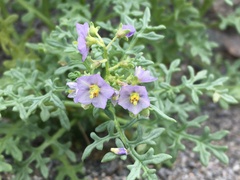 Solanum brachyantherum