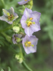 Solanum brachyantherum