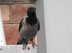 Corvus cornix