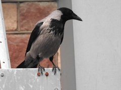 Corvus cornix